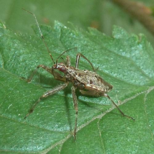 Réf. 189 183 : Himacerus apterus